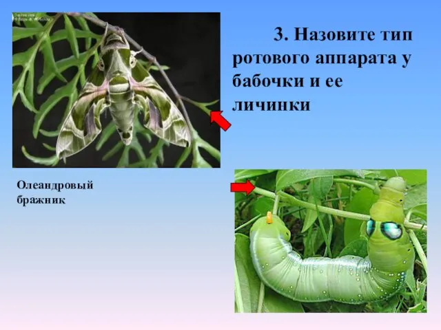 3. Назовите тип ротового аппарата у бабочки и ее личинки Олеандровый бражник