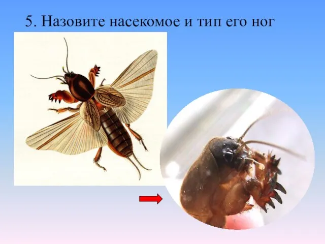 5. Назовите насекомое и тип его ног