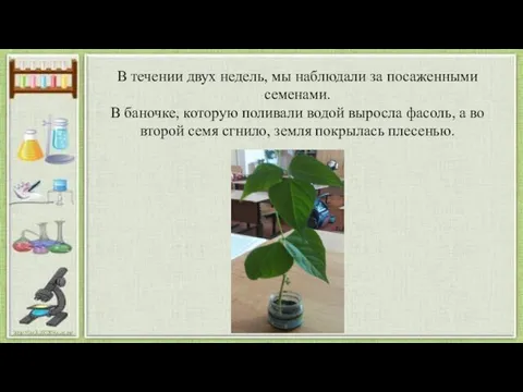 В течении двух недель, мы наблюдали за посаженными семенами. В баночке,