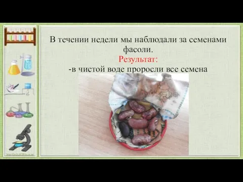 В течении недели мы наблюдали за семенами фасоли. Результат: -в чистой воде проросли все семена