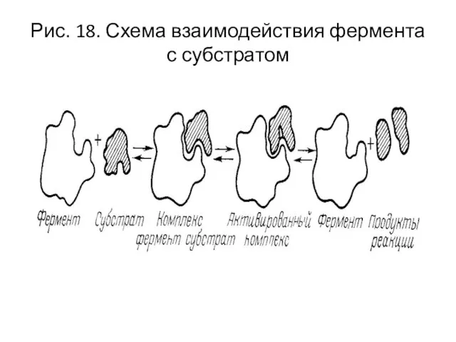 Рис. 18. Схема взаимодействия фермента с субстратом