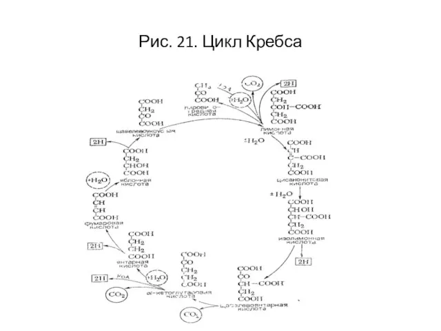 Рис. 21. Цикл Кребса