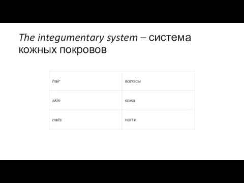 The integumentary system – система кожных покровов