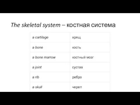 The skeletal system – костная система