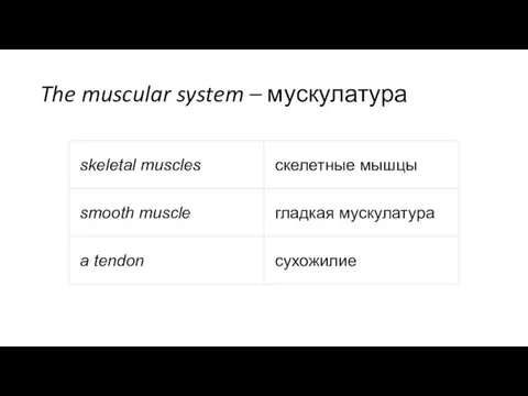 The muscular system – мускулатура