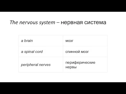 The nervous system – нервная система