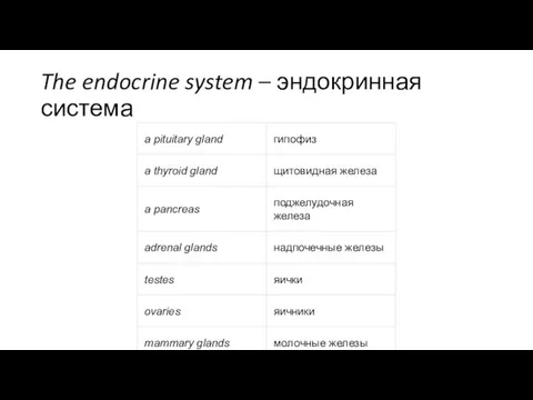 The endocrine system – эндокринная система