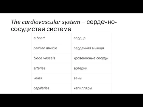 The cardiovascular system – сердечно-сосудистая система