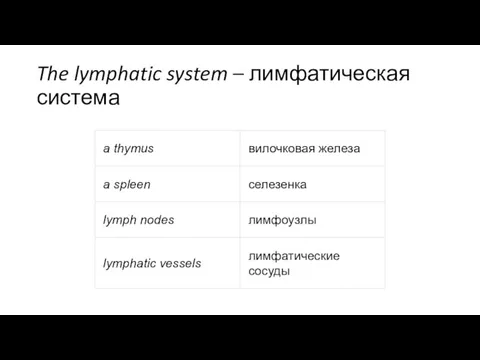 The lymphatic system – лимфатическая система