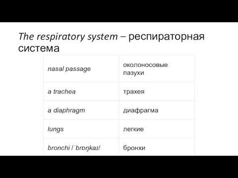 The respiratory system – респираторная система