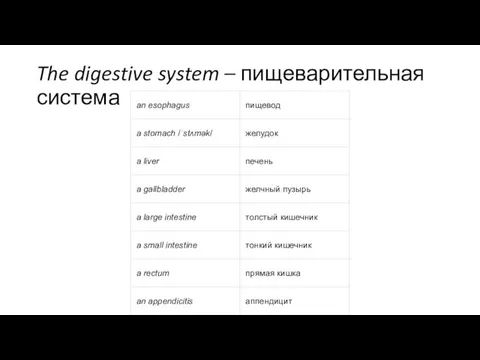 The digestive system – пищеварительная система