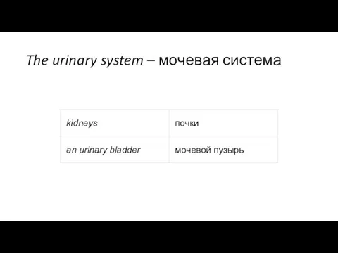 The urinary system – мочевая система