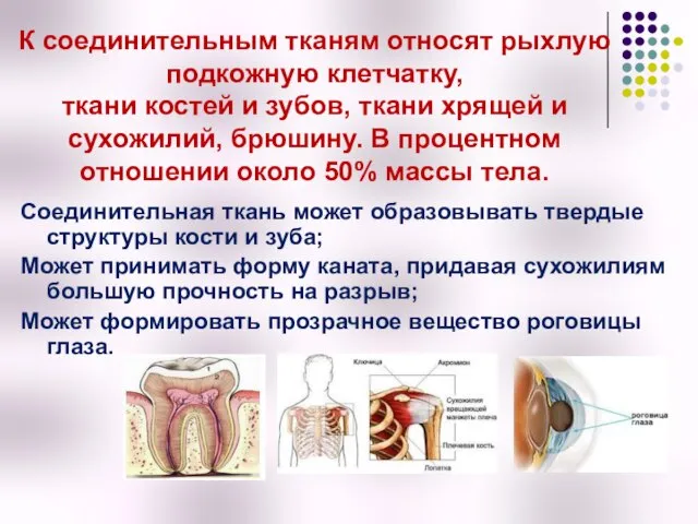 К соединительным тканям относят рыхлую подкожную клетчатку, ткани костей и зубов,