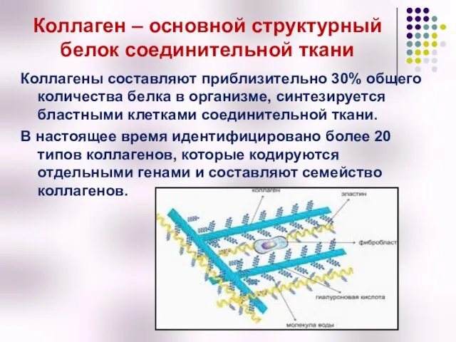 Коллаген – основной структурный белок соединительной ткани Коллагены составляют приблизительно 30%