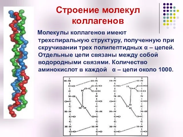 Строение молекул коллагенов Молекулы коллагенов имеют трехспиральную структуру, полученную при скручивании