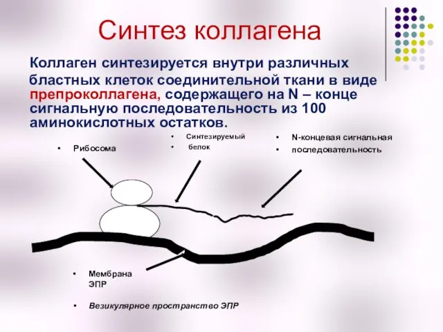 Синтез коллагена Коллаген синтезируется внутри различных бластных клеток соединительной ткани в