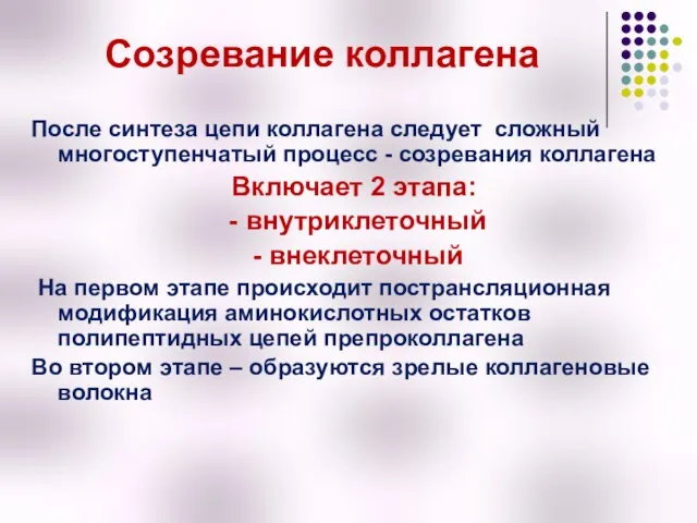 Созревание коллагена После синтеза цепи коллагена следует сложный многоступенчатый процесс -