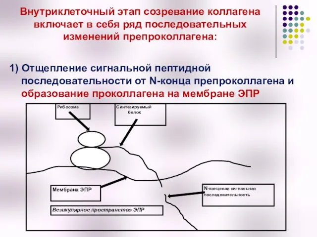 Внутриклеточный этап созревание коллагена включает в себя ряд последовательных изменений препроколлагена: