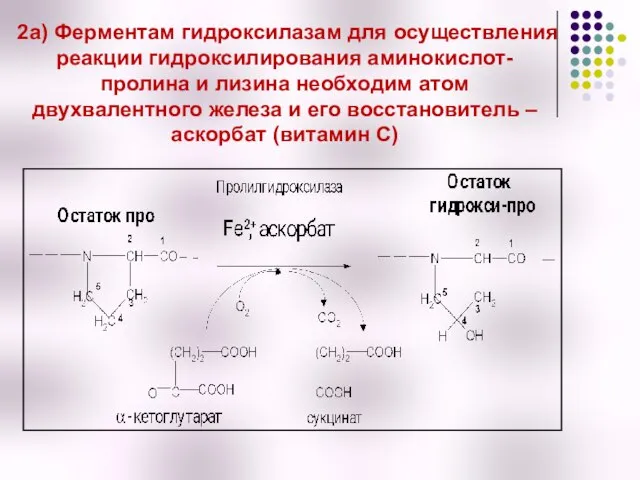 2а) Ферментам гидроксилазам для осуществления реакции гидроксилирования аминокислот- пролина и лизина