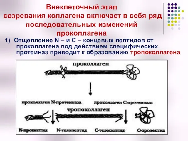 Внеклеточный этап созревания коллагена включает в себя ряд последовательных изменений проколлагена