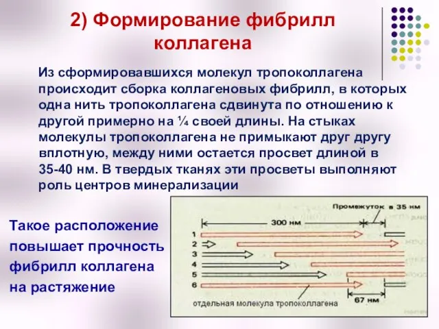 2) Формирование фибрилл коллагена Из сформировавшихся молекул тропоколлагена происходит сборка коллагеновых