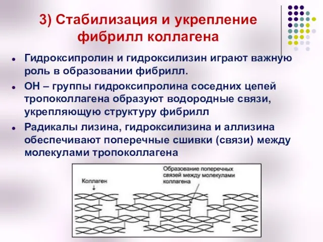 3) Стабилизация и укрепление фибрилл коллагена Гидроксипролин и гидроксилизин играют важную