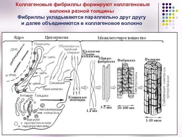 Коллагеновые фибриллы формируют коллагеновые волокна разной толщины Фибриллы укладываются параллельно друг