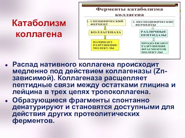 Катаболизм коллагена Распад нативного коллагена происходит медленно под действием коллагеназы (Zn-зависимой).