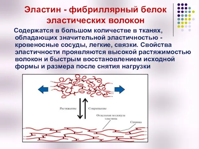 Эластин - фибриллярный белок эластических волокон Содержатся в большом количестве в