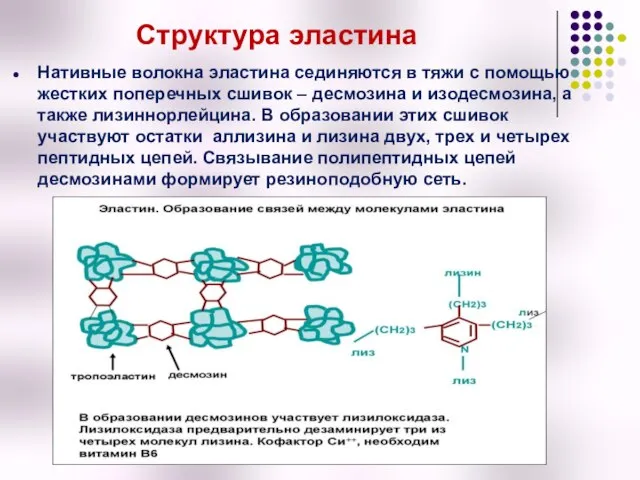 Структура эластина Нативные волокна эластина сединяются в тяжи с помощью жестких