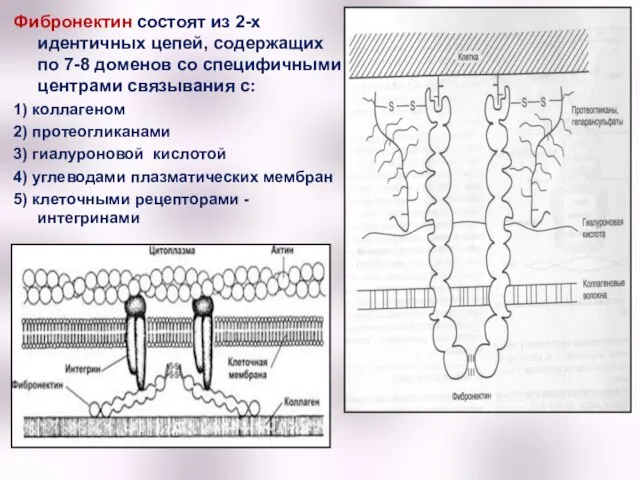 Фибронектин состоят из 2-х идентичных цепей, содержащих по 7-8 доменов со