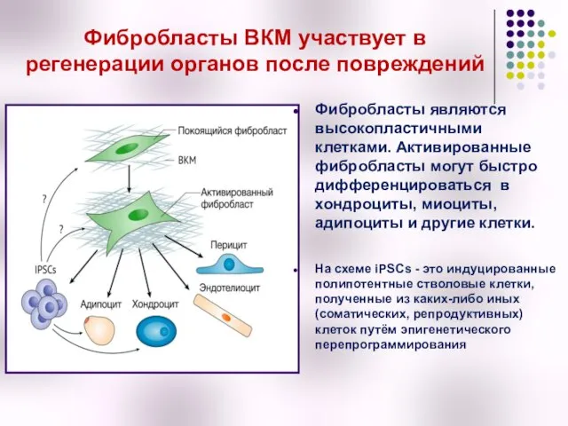 Фибробласты ВКМ участвует в регенерации органов после повреждений Фибробласты являются высокопластичными