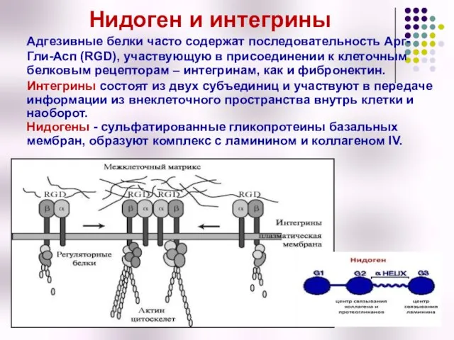 Нидоген и интегрины Адгезивные белки часто содержат последовательность Арг-Гли-Асп (RGD), участвующую