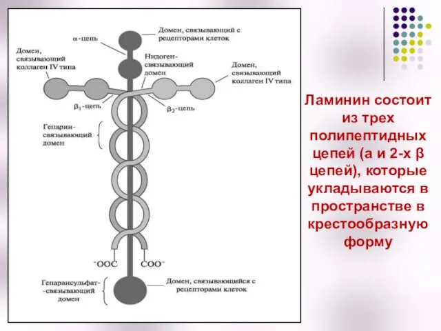 Ламинин состоит из трех полипептидных цепей (a и 2-х β цепей),