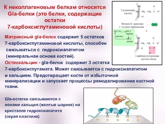 К неколлагеновым белкам относятся Gla-белки (это белки, содержащие остатки 7-карбоксиглутаминовой кислоты)