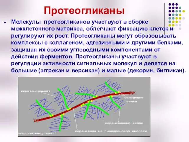 Протеогликаны Молекулы протеогликанов участвуют в сборке межклеточного матрикса, облегчают фиксацию клеток