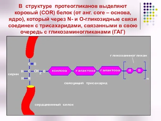 В структуре протеогликанов выделяют коровый (COR) белок (от анг. сore –