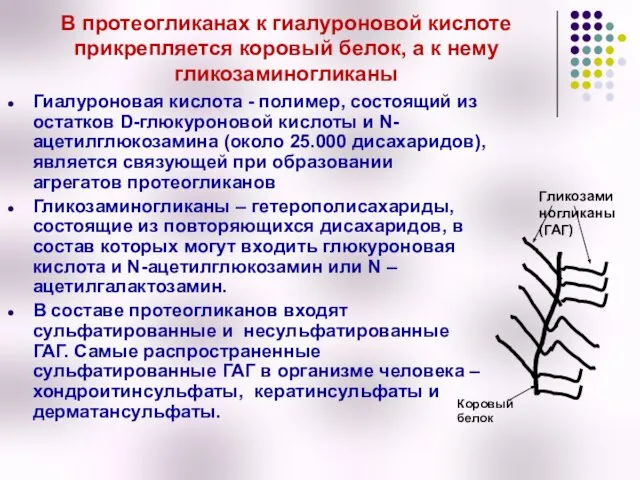 В протеогликанах к гиалуроновой кислоте прикрепляется коровый белок, а к нему