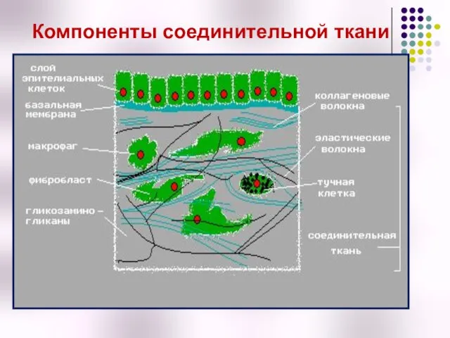 Компоненты соединительной ткани