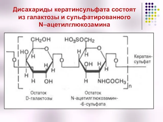 Дисахариды кератинсульфата состоят из галактозы и сульфатированного N–ацетилглюкозамина