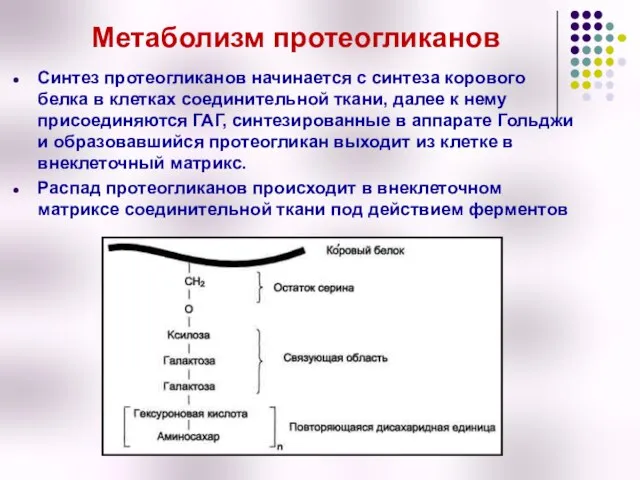 Метаболизм протеогликанов Синтез протеогликанов начинается с синтеза корового белка в клетках