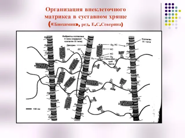 Организация внеклеточного матрикса в суставном хряще («Биохимия», ред. Е.С.Северина)