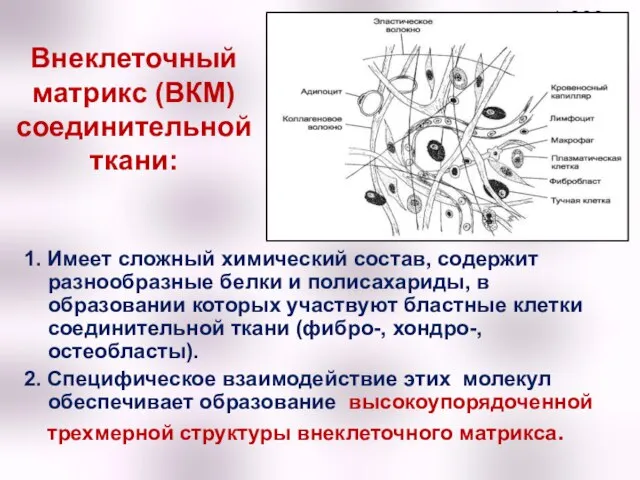 Внеклеточный матрикс (ВКМ) соединительной ткани: 1. Имеет сложный химический состав, содержит