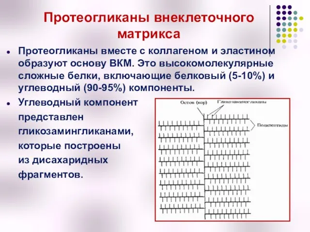 Протеогликаны внеклеточного матрикса Протеогликаны вместе с коллагеном и эластином образуют основу