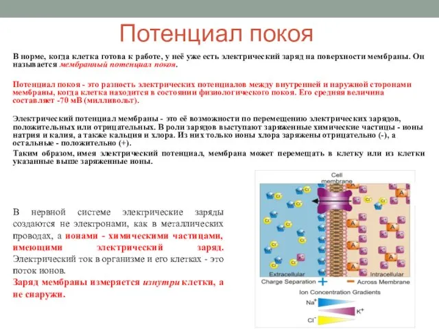 Потенциал покоя В норме, когда клетка готова к работе, у неё