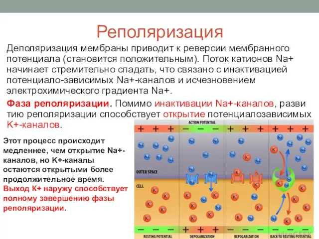 Реполяризация Деполяризация мембраны приводит к реверсии мембранного потенциала (становится положительным). Поток