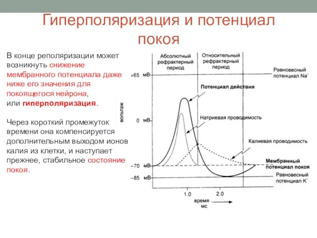 Гиперполяризация и потенциал покоя В конце реполяризации может возникнуть снижение мембранного