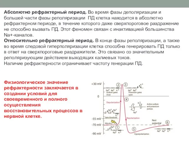 Абсолютно рефрактерный период. Во время фазы деполяризации и большей части фазы