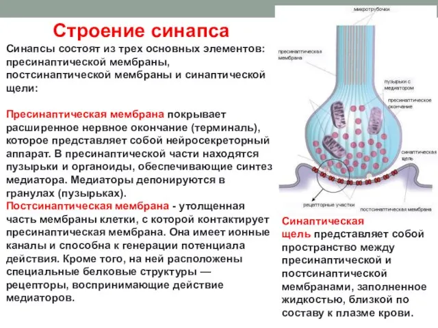 Строение синапса Синапсы состоят из трех основных элементов: пресинаптической мембраны, постсинаптической