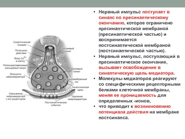 Нервный импульс поступает в синапс по пресинаптическому окончанию, которое ограничено пресинаптической